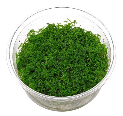 Перистолистник матогросский (меристемное растение)